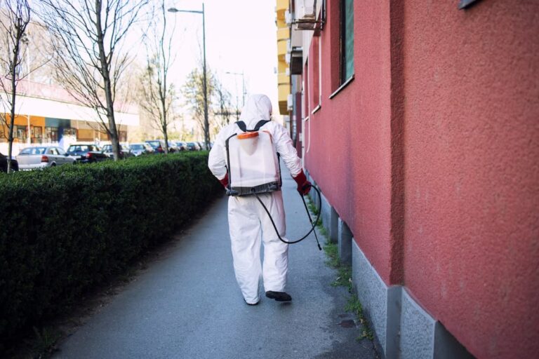 Fumigaciones en Madrid situación actual, plagas comunes y soluciones efectivas